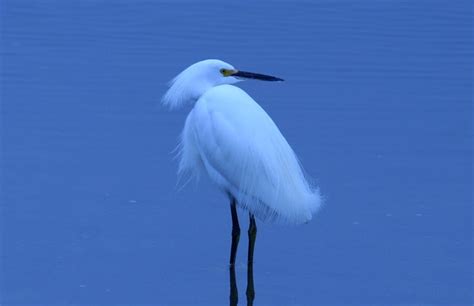 Blue Egret | Flickr - Photo Sharing!