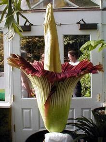 Ugly Plants: corpse flower voted the world's ugliest plant