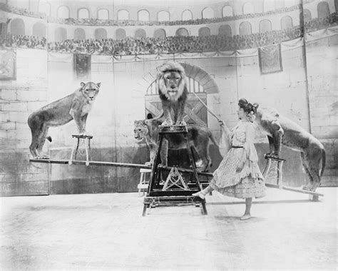 Female Lion Tamer Performing B&w Photograph by Fpg | Fine Art America