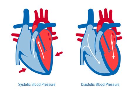 What's Systolic and Diastolic Blood Pressure? - CBSE Class Notes Online - Classnotes123