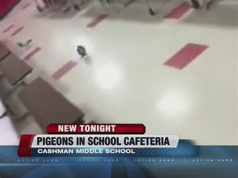 Pigeons spotted in Cashman Middle cafeteria