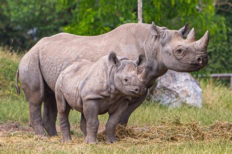 18 Wild Animals in Zambia [Wildlife in Zambia] - Kevmrc