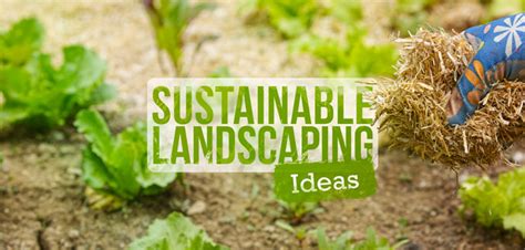 6 Sustainable Landscaping Ideas for an Eco-Friendly Yard | Budget Dumpster