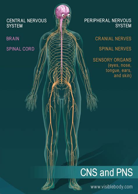 Nervous System Overview | Système nerveux, Système nerveux périphérique, Système nerveux central