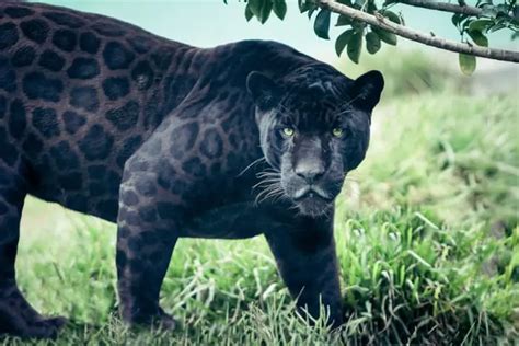 Jaguar vs Leopard - Top 15 Differences: Spots, Speed & More