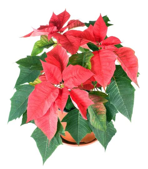 Beautiful red poinsettia plant isolated on white — Stock Photo ...