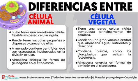 Diferencias entre Célula Animal y Célula Vegetal