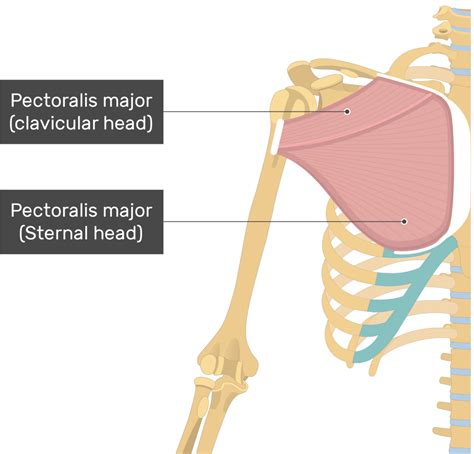 Pectoralis Major, Origin| Insertion| Actions Pectoralis, 55% OFF