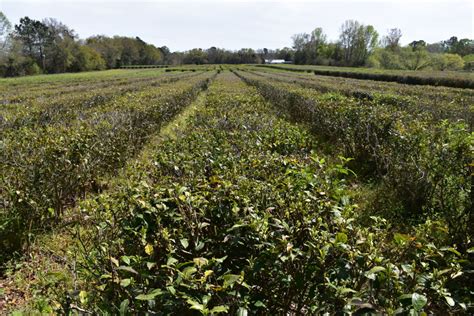 Charleston Tea Plantation: Tour America’s One and Only Tea Plantation – Dang Travelers