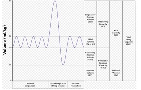 How To Calculate Breathing Rate From A Spirometer Trace?