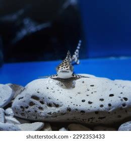 Epaulette Shark Aquarium Realistic Photo AI-generated image 2292353433 ...