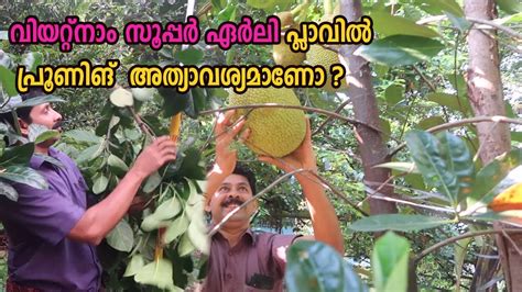 പ്ലാവിന് പ്രൂണിങ് ചെയ്യുമ്പോൾ ശ്രദ്ധിക്കേണ്ട കാര്യങ്ങൾ Jackfruit Pruning Tips Malayalam - YouTube