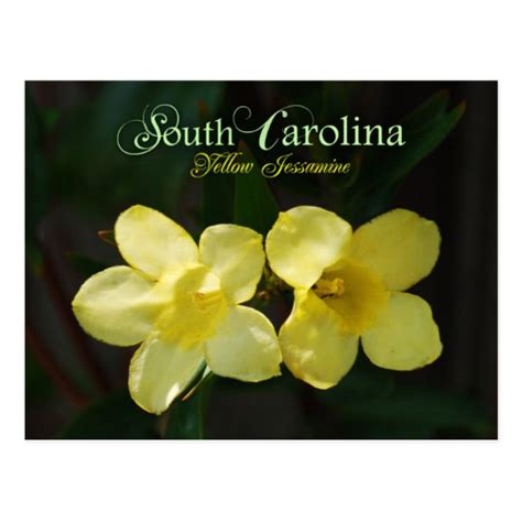 South Carolina State Flower: Yellow Jessamine Postcard | Zazzle