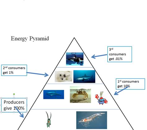 Energy Pyramid - Marine Ecosytem