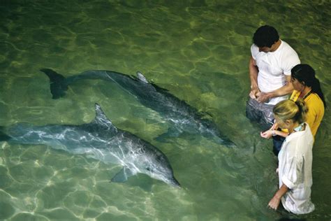 Top Brisbane Activities for Luxury Travel - Tangalooma Dolphin Adventure