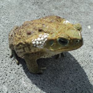 Cane Toad Facts and Pictures