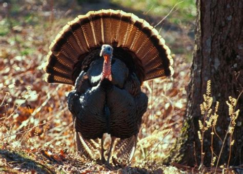 MDC April 4 virtual program to focus on mounting turkey fans | Missouri Department of Conservation