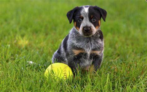 Methods to train Australian Cattle Dog- Strategies and Techniques for ...