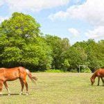 Old Images of Alton, Hampshire