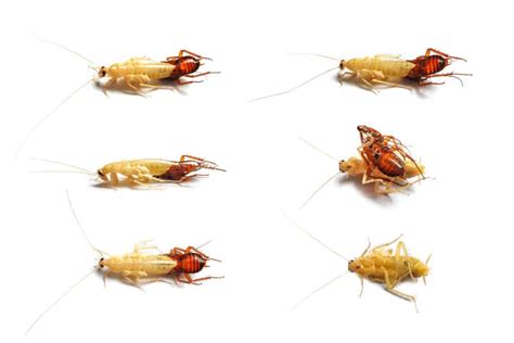 Albino Roach - What Do if You See One (with Photos)