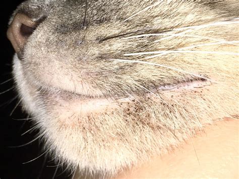 Can someone tell me if this is cat acne on my cats chin/lips or fleas? if it is chin acne is ...