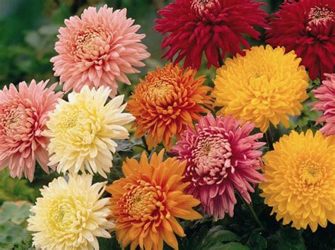 Belle Fiori's October Plant of the Month-The Chrysanthemum | Belle Fiori