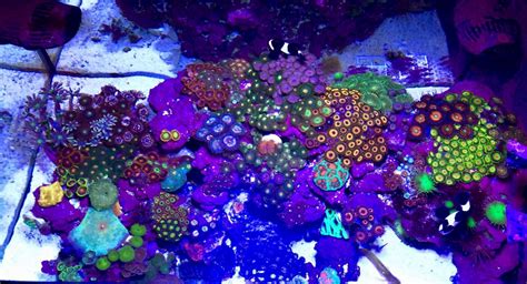 My Zoa Garden - Top Down | REEF2REEF Saltwater and Reef Aquarium Forum