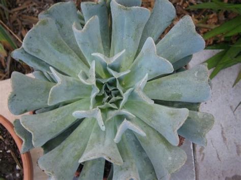 Succulents do grow in Florida | Succulents, Echeveria runyonii, Pictures of succulents