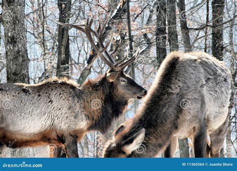 Bull elk stock photo. Image of forest, antlers, wildlife - 11365564