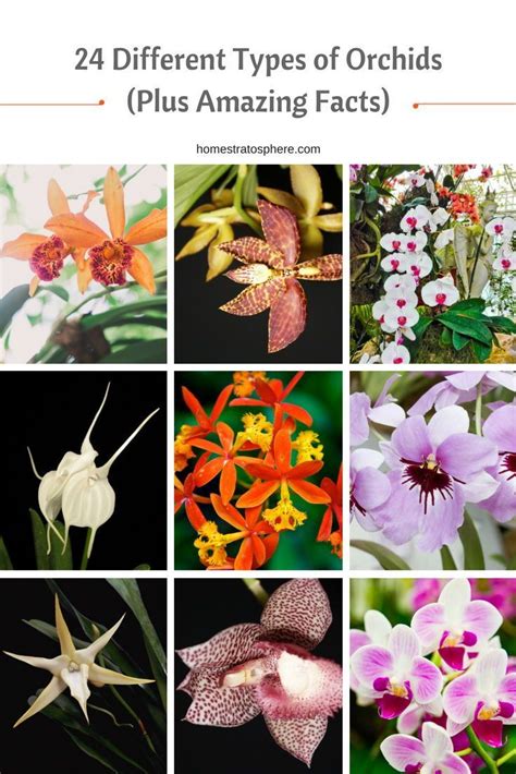 Different Orchid Varieties at Judith Robinson blog