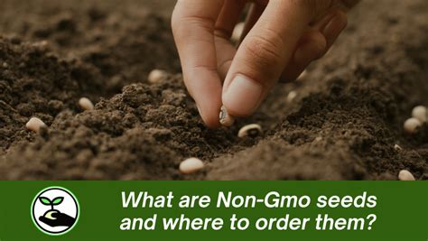 What are Non-Gmo seeds and where to order them? - Simply African Seed Company