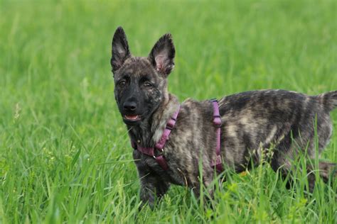 Dutch Shepherd Dog Breed Information