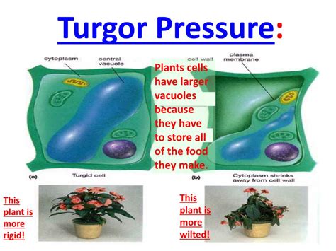 PPT - Turgor Pressure PowerPoint Presentation, free download - ID:2180393