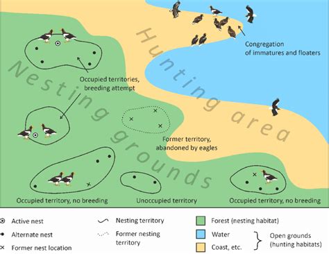 The structure of the Steller's Sea Eagle nesting territories (a ...