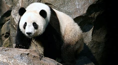 Giant Panda at Edinburgh Zoo Has Miscarried, Keepers Say