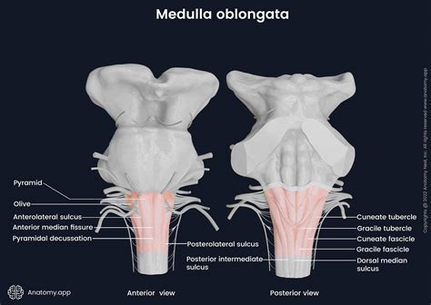 Brainstem Anatomy Dorsal