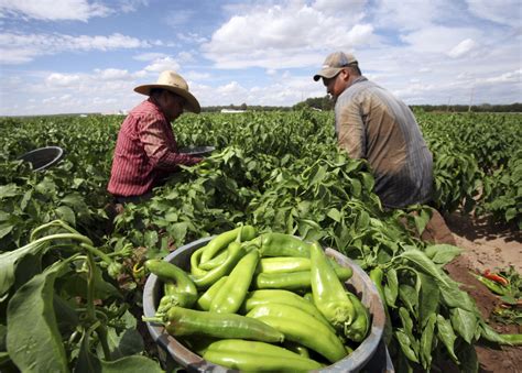 Basf busca a emprendedores mexicanos para desarrollar soluciones de agricultura