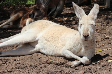 White kangaroo - australia stock photo. Image of kangaroo - 294721634