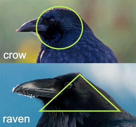 15 Key Differences Between a Crow & Raven so you can easily tell them apart