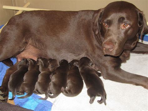 Beautiful Chocolate Labrador Puppies For Sale | Banbury, Oxfordshire | Pets4Homes