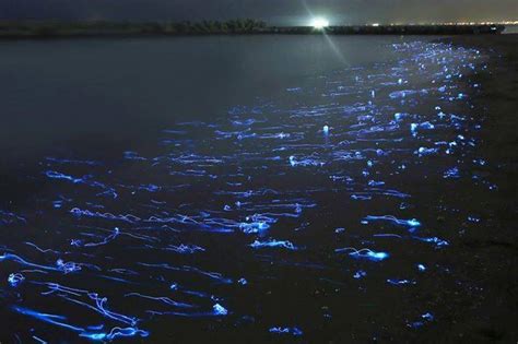 Firefly Squid Facts, Habitat, Diet, Adaptations, Pictures