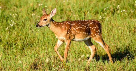 Biologists Discover Why Fawn Survival Rate Is… | Grand View Outdoors