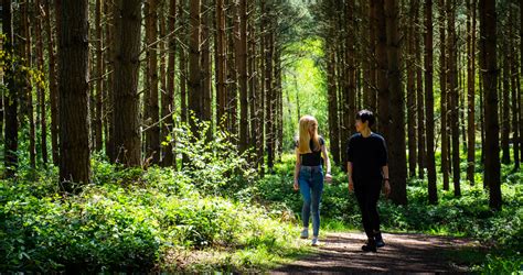 Sherwood Pines Campsite, Nottinghamshire | Camping in the Forest