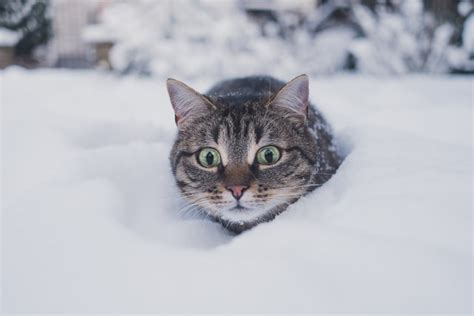 Surviving Winter: How Animals Adapt To The Cold - Wild Animal Safari