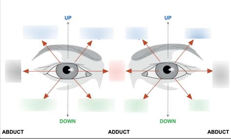 Conjugate Eye Movements Diagram | Quizlet