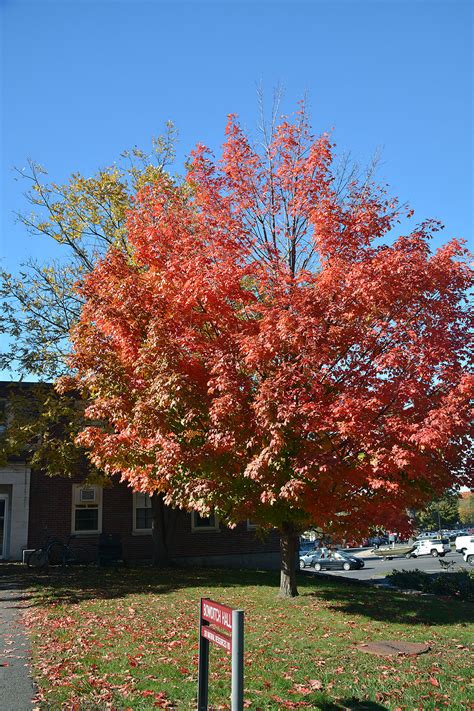 Sugar Maple | UMass Amherst Greenhouse Crops and Floriculture Program