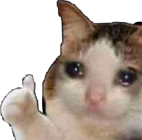 a white and brown cat with one paw raised in front of the camera, looking at the camera