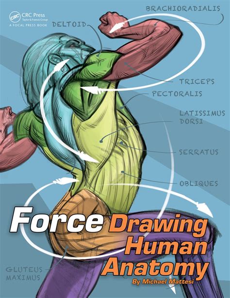 FORCE: Drawing Human Anatomy: 1st Edition (Paperback) - Routledge