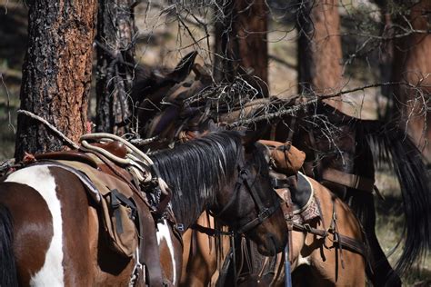 Free stock photo of camping, cowboy, cowboys