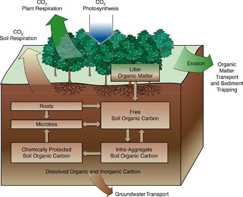 Forest Conservation: Need Methods Forest Conservation